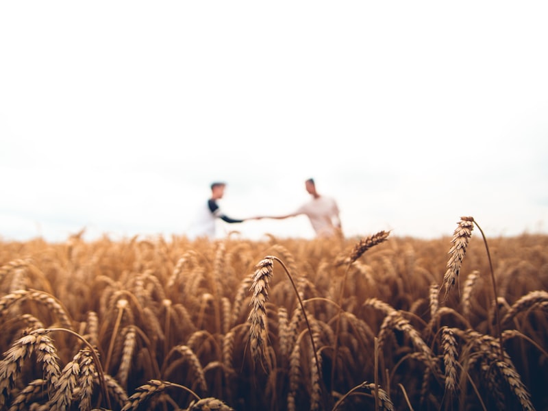 Campo di grano con due agricoltori che si stringono la mano